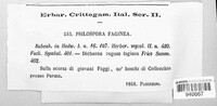 Ascodichaena rugosa image